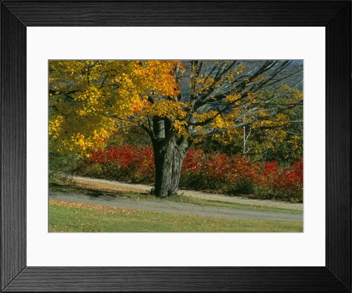 Framed Print : Sugar maple tree losing leaves in autumn (fall)