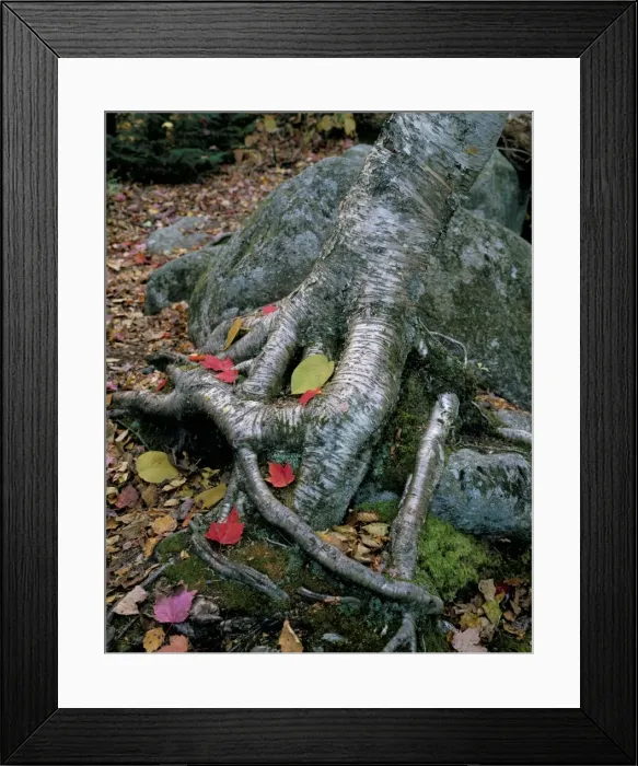 Framed Print : Roots of a yellow birch tree with autumn leaves Framed Print : Roots of a yellow birch tree with autumn leaves