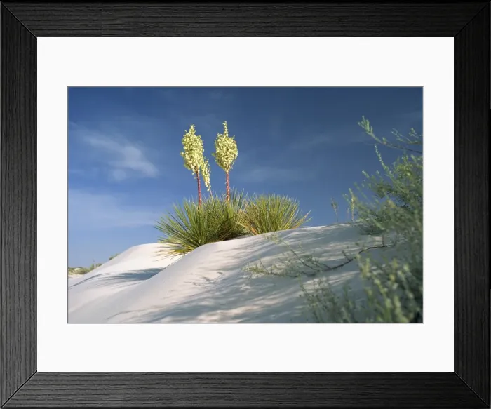Framed Print : Yucca bloom in Gypsum dunes
