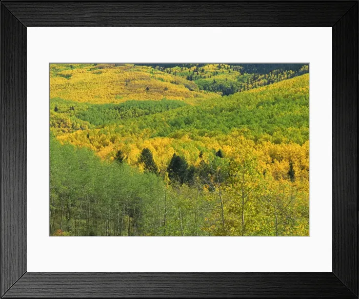 Framed Print : Forest in autumn hues Framed Print : Forest in autumn hues