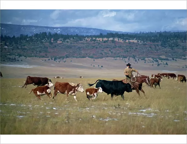 Cowboy rounding up cattle