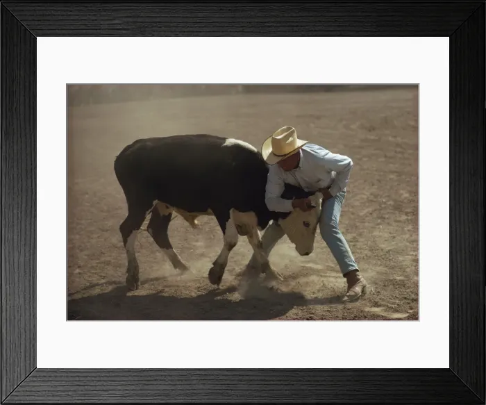Framed Print : Cowboy wrestling a cow Framed Print : Cowboy wrestling a cow