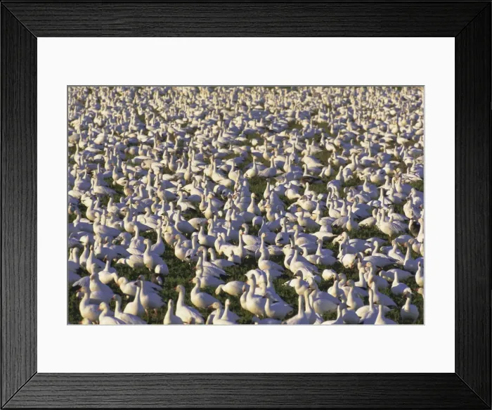 Framed Print : Snow geese in winter Framed Print : Snow geese in winter