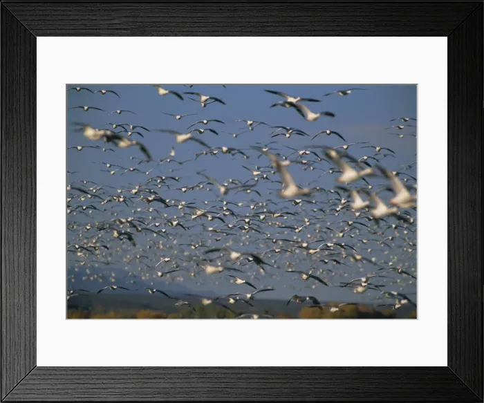 Framed Print : Snow geese in winter Framed Print : Snow geese in winter
