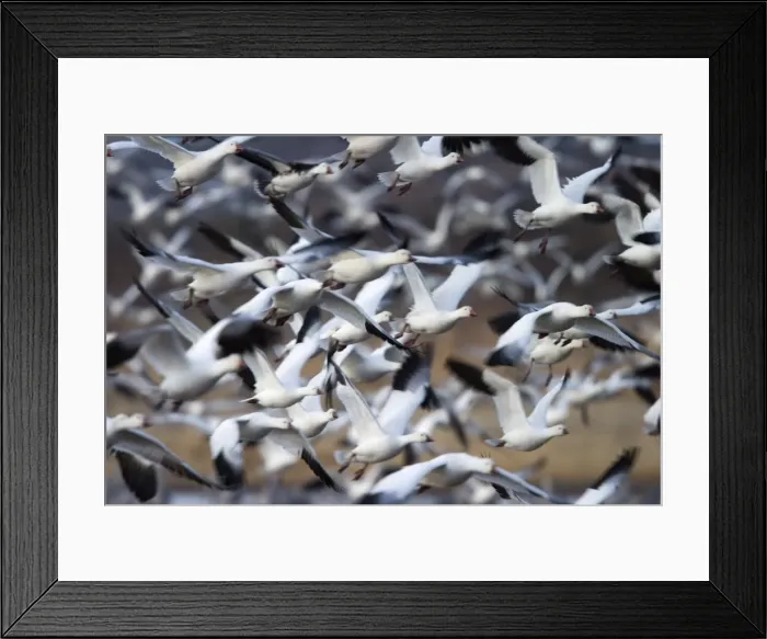 Framed Print : Snow Goose Framed Print : Snow Goose
