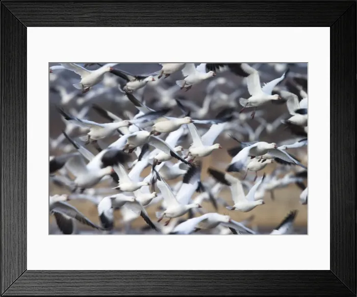 Framed Print : Snow geese (Anser caerulescens) Framed Print : Snow geese (Anser caerulescens)