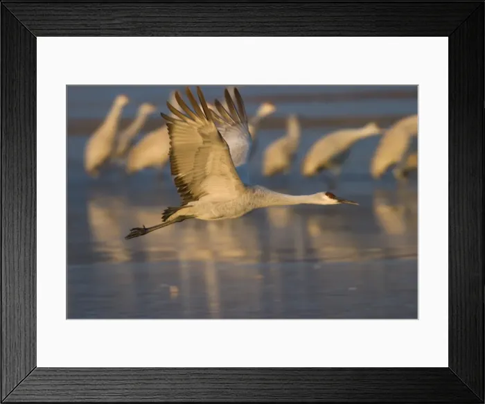 Framed Print : Sandhill crane (Grus canadensis) Framed Print : Sandhill crane (Grus canadensis)