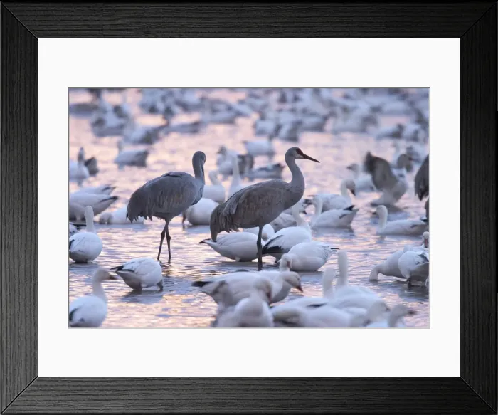 Framed Print : Sandhill cranes and snow geese Framed Print : Sandhill cranes and snow geese