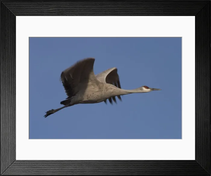 Framed Print : Sandhill crane (Grus canadensis) Framed Print : Sandhill crane (Grus canadensis)
