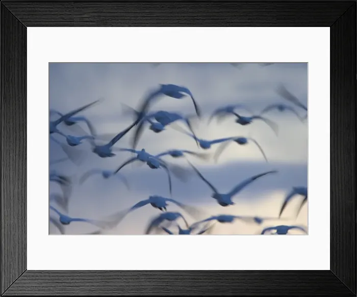 Framed Print : Snow goose (Anser caerulescens) Framed Print : Snow goose (Anser caerulescens)