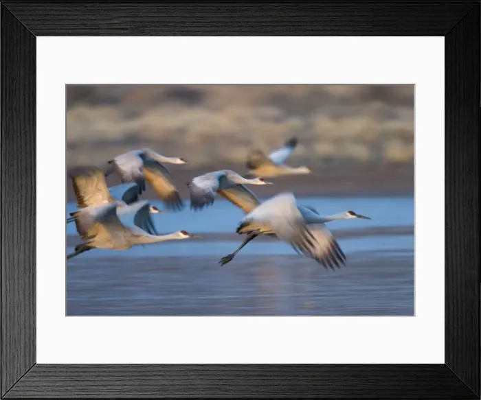 Framed Print : Sandhill cranes Framed Print : Sandhill cranes