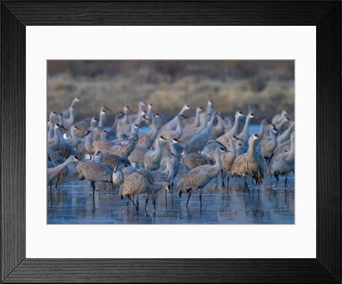Framed Print : Sandhill cranes Framed Print : Sandhill cranes