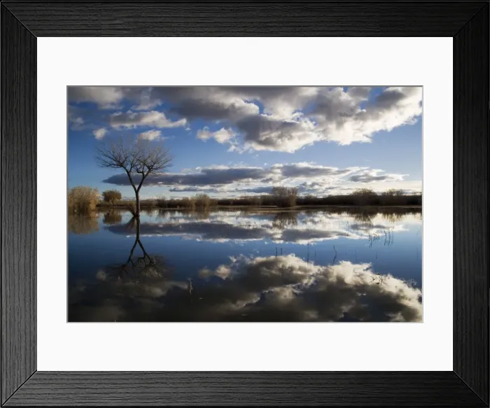 Framed Print : Bare tree reflected in the water of a floodplain Framed Print : Bare tree reflected in the water of a floodplain