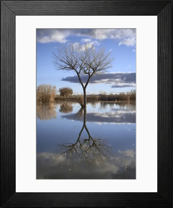 Framed Print : Bare tree reflected in a floodplain Framed Print : Bare tree reflected in a floodplain