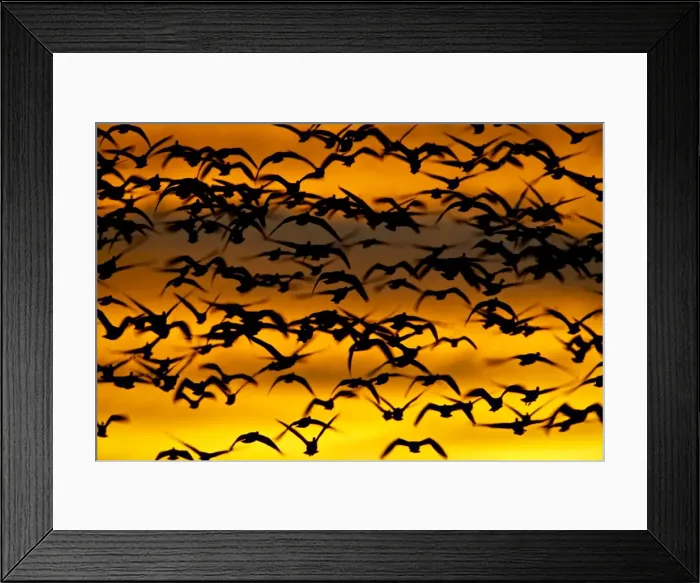 Framed Print : Snow goose (Chen caerulescens) flock at dawn after a blast off Framed Print : Snow goose (Chen caerulescens) flock at dawn after a blast off