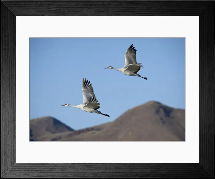 Framed Print : Two sandhill crane (Grus canadensis) in flight Framed Print : Two sandhill crane (Grus canadensis) in flight