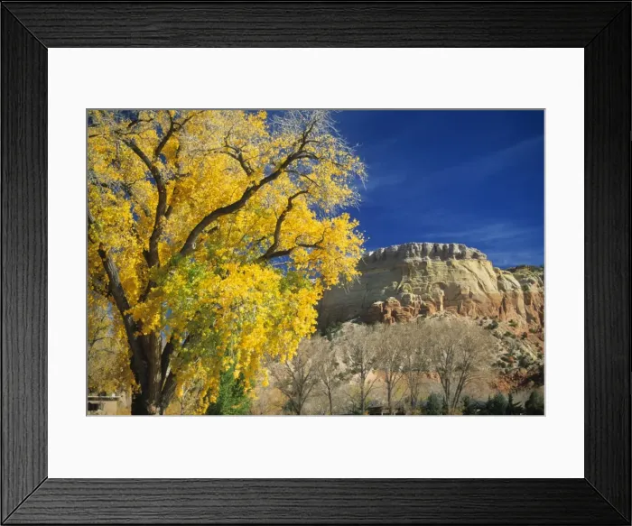 Framed Print : Cottonwood Framed Print : Cottonwood