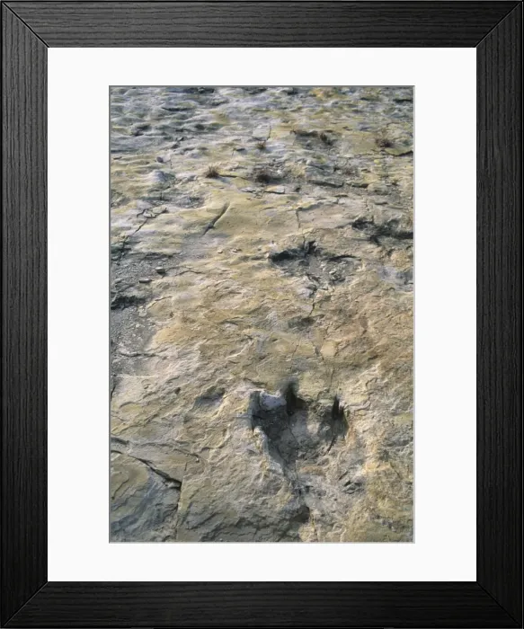 Framed Print : Dinosaur Trackway Framed Print : Dinosaur Trackway