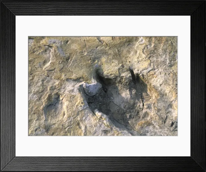 Framed Print : Close-up of dinosaur footprint Framed Print : Close-up of dinosaur footprint