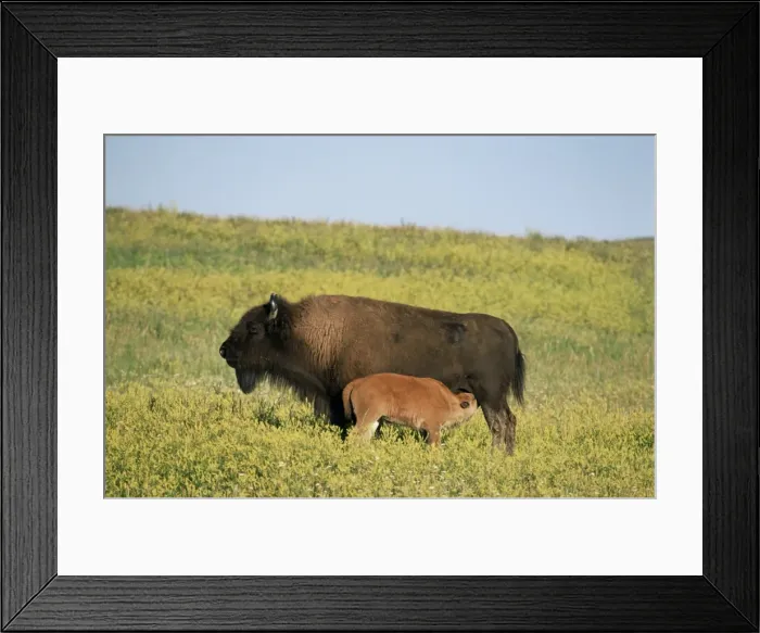 Framed Print : Bison (Bison bison) mother nursing calf Framed Print : Bison (Bison bison) mother nursing calf