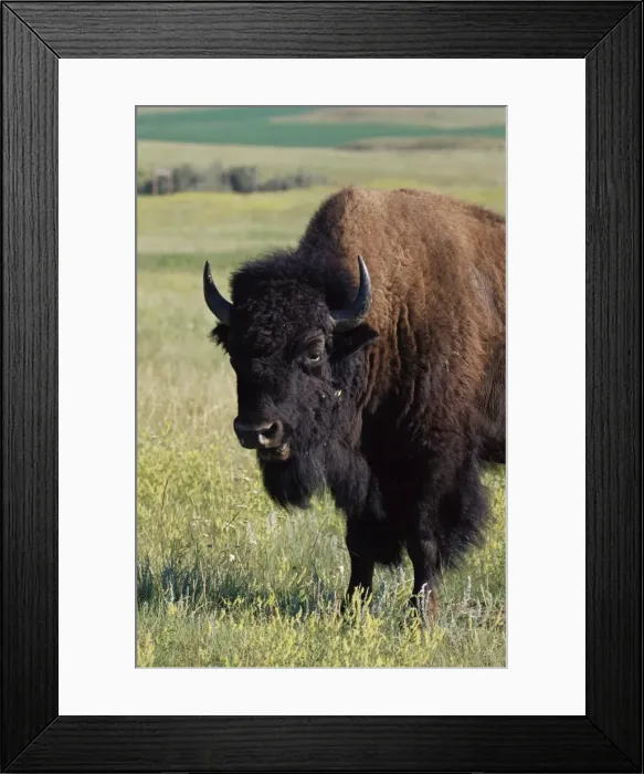 Framed Print : Bison (Bison bison) Framed Print : Bison (Bison bison)