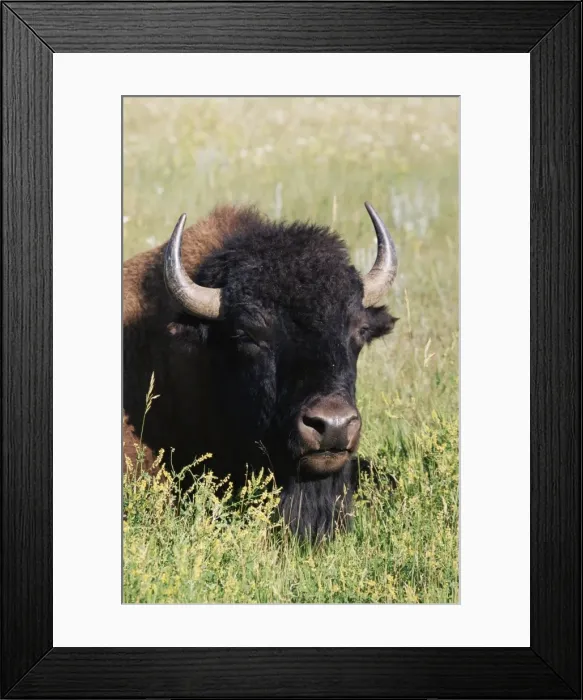 Framed Print : Bison (Bison bison)