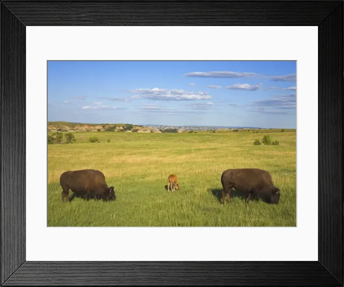 Framed Print : _MG_2555. Bison, Theodore Roosevelt National Park North Unit Framed Print : _MG_2555. Bison, Theodore Roosevelt National Park North Unit