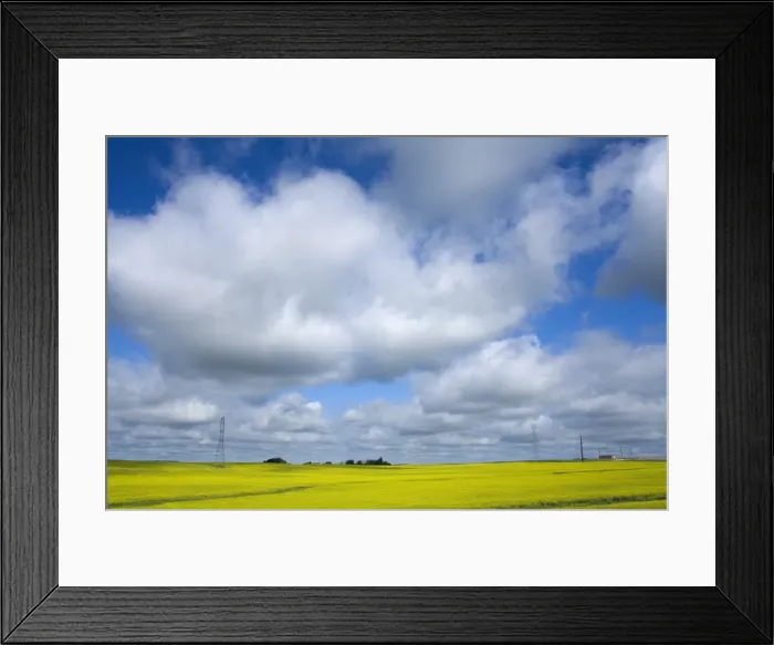 Framed Print : _MG_2626. Field of canola near Washburn, North Dakota Framed Print : _MG_2626. Field of canola near Washburn, North Dakota