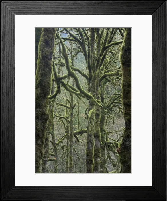 Framed Print : Moss covered maple trees Framed Print : Moss covered maple trees