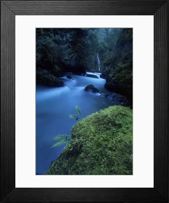 Framed Print : Licorice fern (Polypodium glycyrrize) Framed Print : Licorice fern (Polypodium glycyrrize)