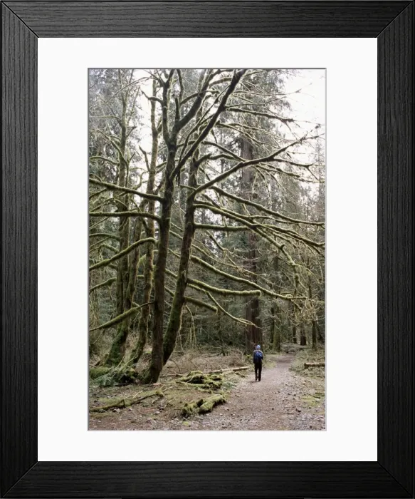 Framed Print : Mossy tree and hiker Framed Print : Mossy tree and hiker