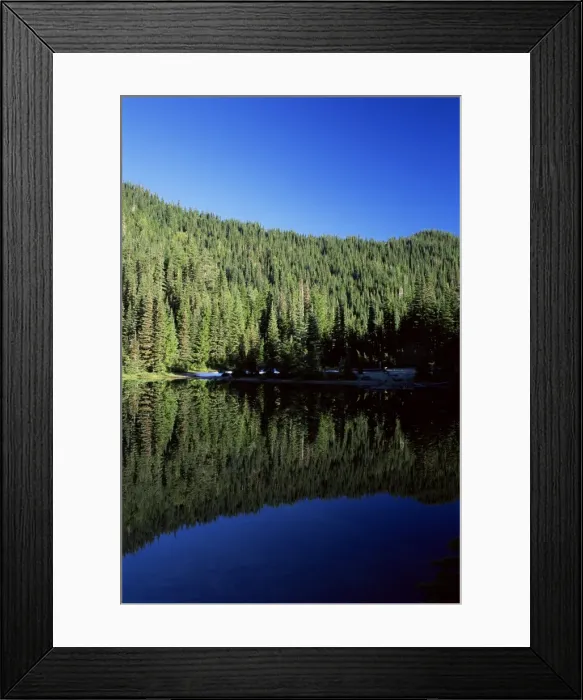 Framed Print : Reflection of alpine evergreens Framed Print : Reflection of alpine evergreens