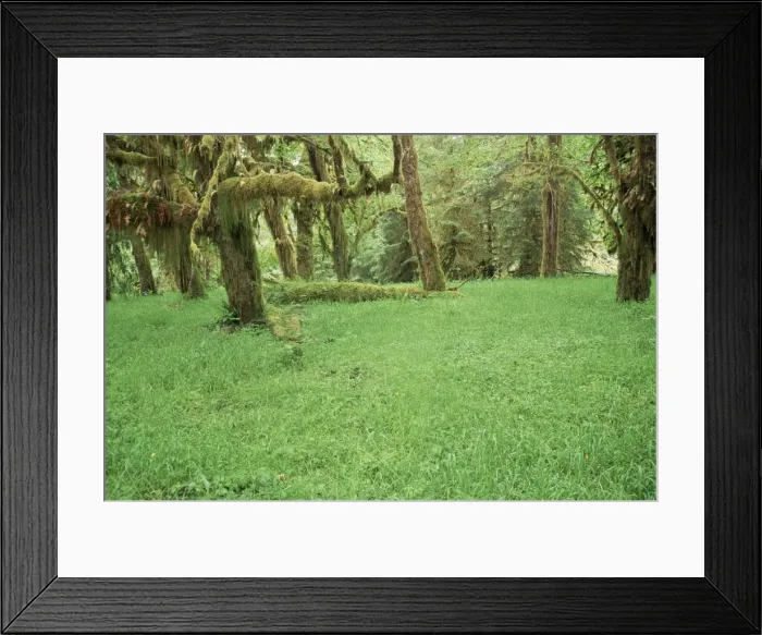 Framed Print : Grass and maple trees in temperate rain forest Framed Print : Grass and maple trees in temperate rain forest