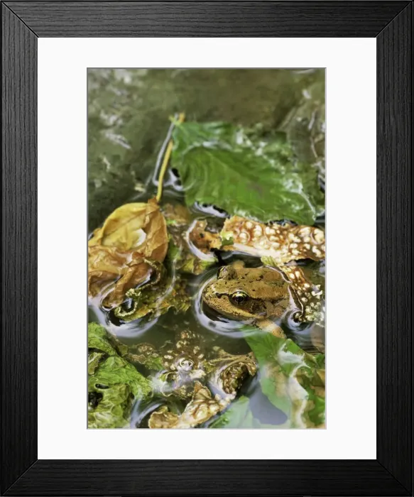 Framed Print : Red-legged frog (Rana aurora) Framed Print : Red-legged frog (Rana aurora)