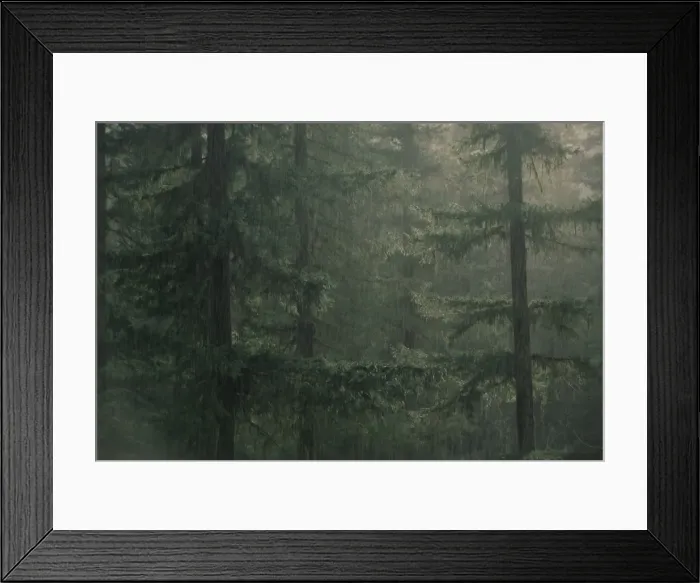 Framed Print : Fir trees in rain Framed Print : Fir trees in rain
