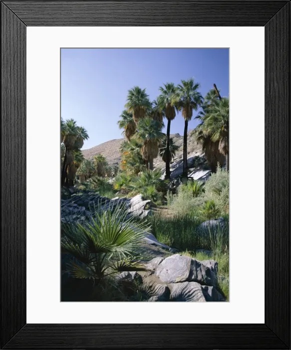 Framed Print : Palm Canyon, Palm Springs, California, United States of America (U Framed Print : Palm Canyon, Palm Springs, California, United States of America (U