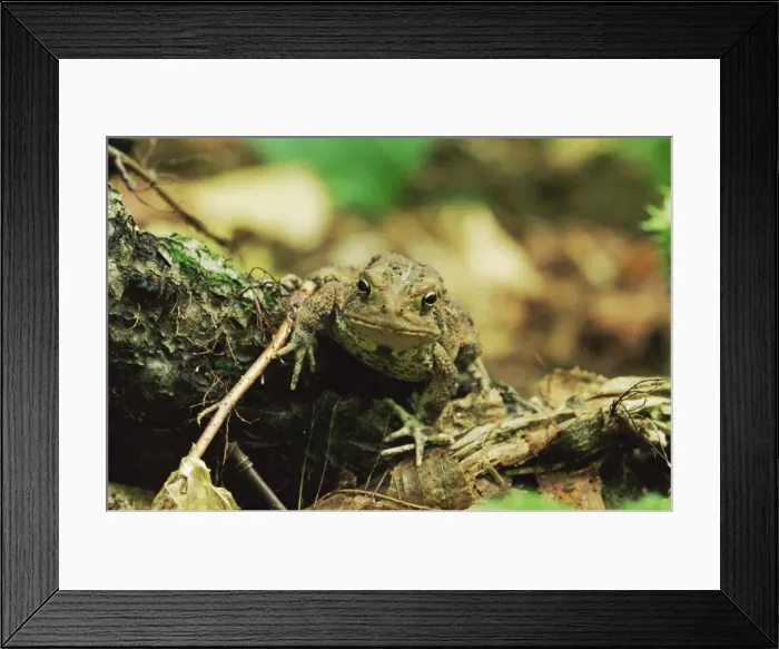 Framed Print : Woodhouses toad (Bufo woodhousei) Framed Print : Woodhouses toad (Bufo woodhousei)