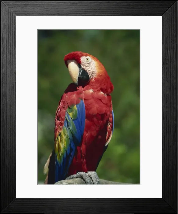 Framed Print : Scarlet Macaw Framed Print : Scarlet Macaw