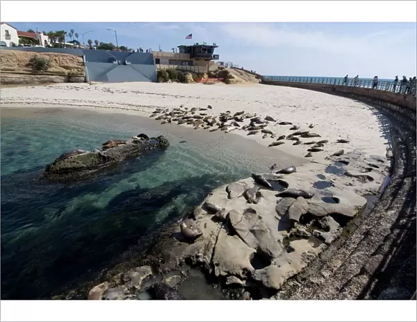 Childs Beach with harbor seals