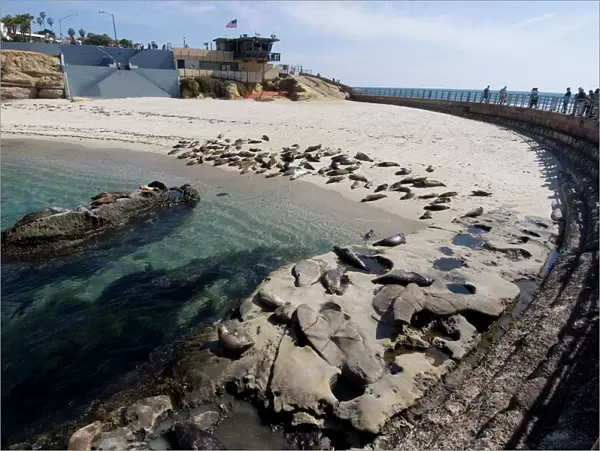 Childs Beach with harbor seals