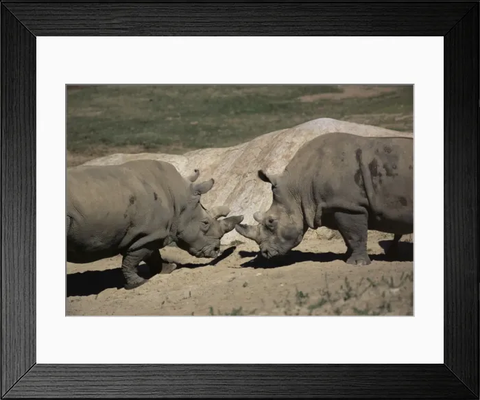 Framed Print : East African black rhinoceros (rhinos) sparring Framed Print : East African black rhinoceros (rhinos) sparring