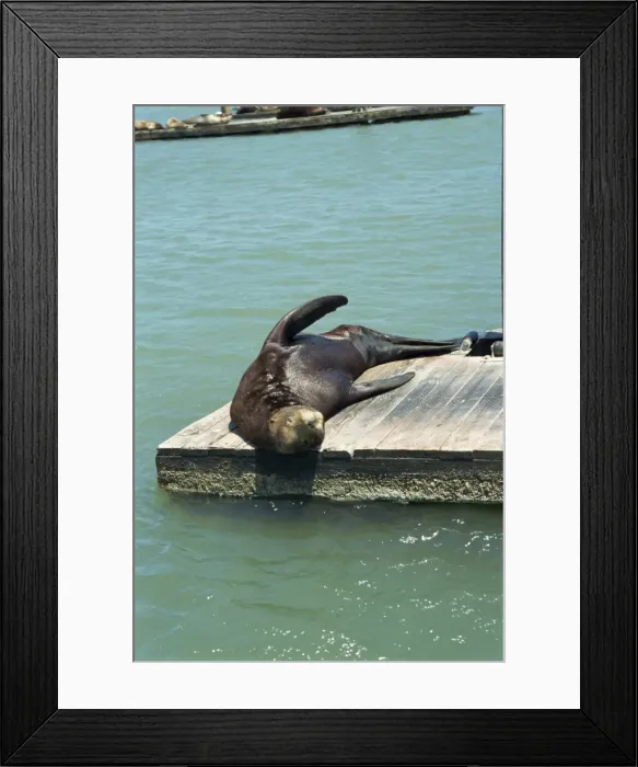 Framed Print : Sea lion, Pier 39 Framed Print : Sea lion, Pier 39