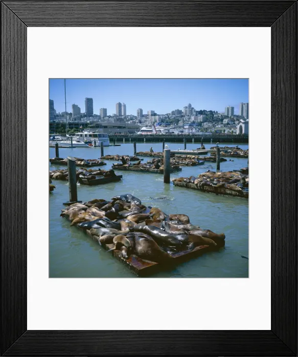 Framed Print : Sea lions by Pier 39 near Fishermans Wharf Framed Print : Sea lions by Pier 39 near Fishermans Wharf