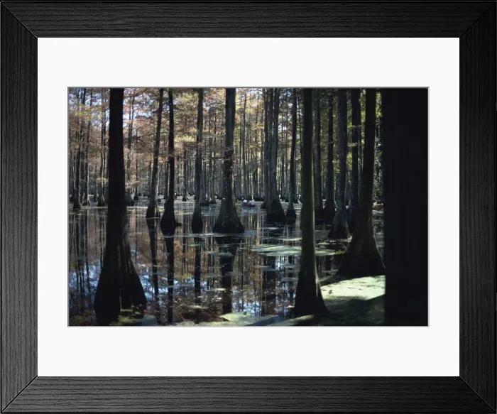 Framed Print : Reflections of trunks in the Cypress swamp in Cypress Gardens Framed Print : Reflections of trunks in the Cypress swamp in Cypress Gardens