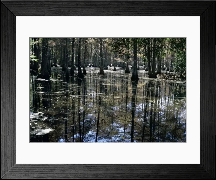 Framed Print : Cypress swamp Framed Print : Cypress swamp