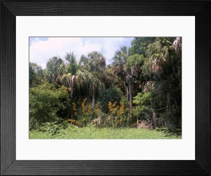 Framed Print : Sub tropical forest Framed Print : Sub tropical forest