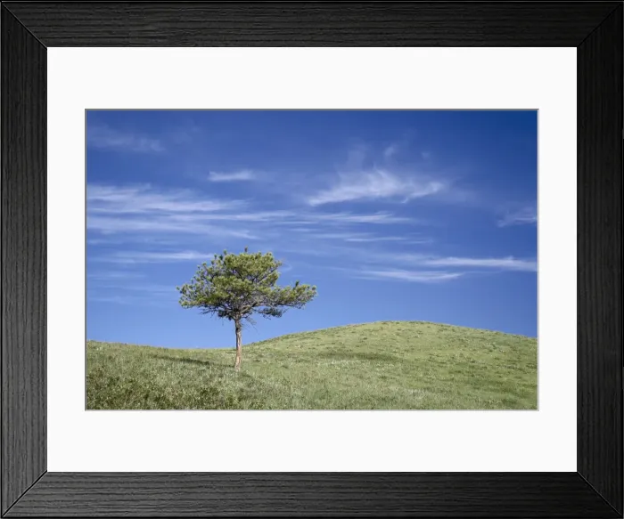 Framed Print : Lone Ponderosa Pine (Pinus ponderosa) on a rolling hill Framed Print : Lone Ponderosa Pine (Pinus ponderosa) on a rolling hill