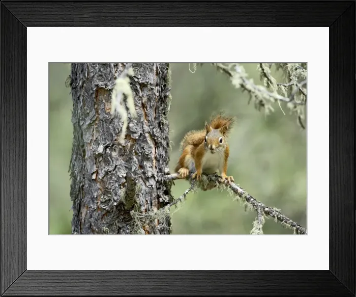 Framed Print : 27715_work Framed Print : 27715_work