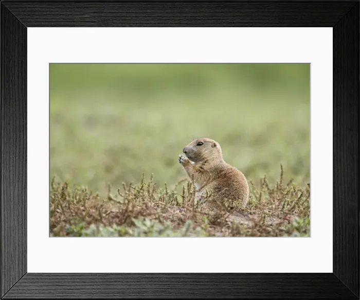Framed Print : 27713_work Framed Print : 27713_work