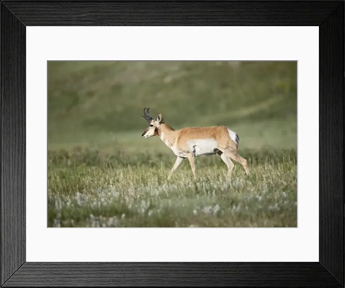 Framed Print : 27718_work Framed Print : 27718_work